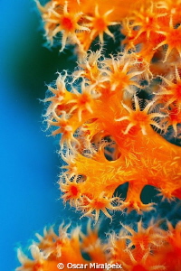 CORAL BEAUTY
orange and blue contrast by Oscar Miralpeix 